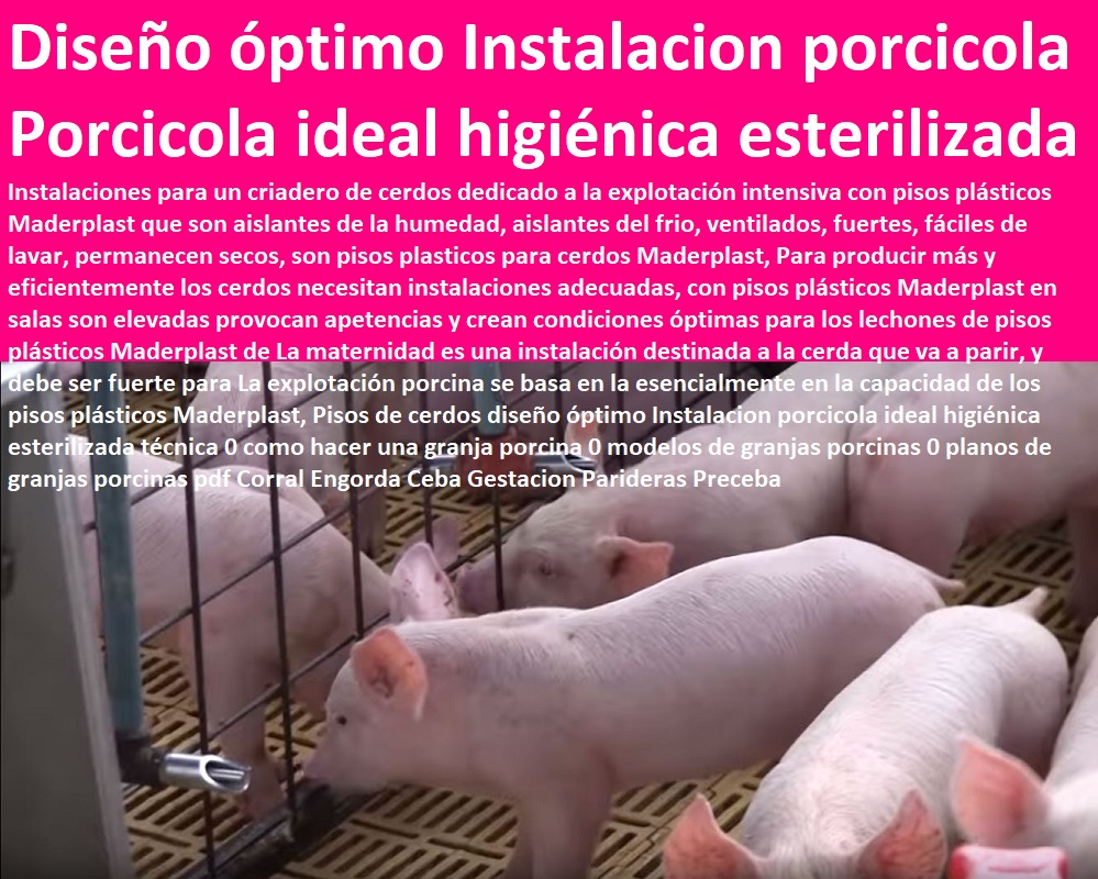 Pisos de cerdos diseño óptimo Instalacion porcicola ideal higiénica esterilizada técnica 0 como hacer una granja porcina 0 modelos de granjas porcinas 0 planos de granjas porcinas pdf Corral Engorda Ceba Gestacion Parideras Preceba Pisos de cerdos pisos jaulas comederos, porcicultura jaulas, corrales, parideras, porcinas corral, gestación cerdas, parto cerda, lechonera, destete, jaula pre ceba porcinos, corraleja, ceba, engorde cerdos, porqueriza cría de lechones,  diseño óptimo Instalacion porcicola ideal higiénica esterilizada técnica 0 como hacer una granja porcina 0 modelos de granjas porcinas 0 planos de granjas porcinas pdf Corral Engorda Ceba Gestacion Parideras Preceba